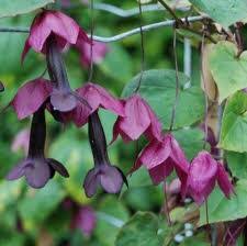 It needs to be planted in a. Pergola Planting Annual Climbers In Pots News Perfect Pergolas Uk Made Built To Order Pergola