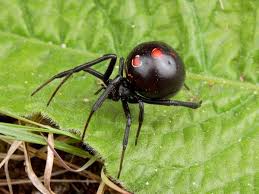 Poisonous = dangerous to eat venomous = dangerous to be bitten by so, technically, neither black widows nor. Black Widow Spiders National Geographic Black Widow Spider Spider Pictures Widow Spider