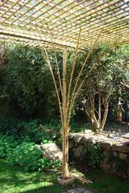 Maira Bisquett Chang Bamboo Garden Bamboo Plants Bamboo Diy