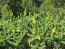 Image result for Adenocarpus mannii