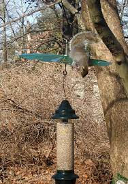 A simple station of dried corn is perfect for squirrels. Ways To Keep Squirrels Off Feeders Birdseed Binoculars