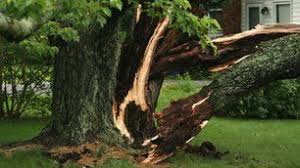 Tree removal, stump removal, tree pruning, tree trimming, firewood, storm damage cleanup, free estimates, fully insured, 24/7 emergency service. Enrique S Tree Service Tree Removal Rockford Il
