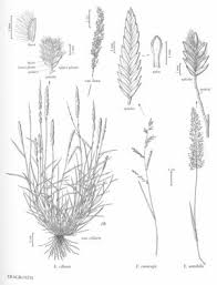 Image result for Eragrostis