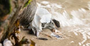 Pageflex Server [document: J-DTU-00075090_00001]