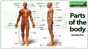 parts of the body in english video woodward english