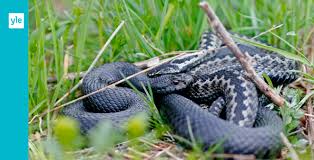 In denmark, norway and sweden, the snake is known as hugorm, hoggorm and huggorm, roughly translated as 'striking snake'. Laskigt Med Huggorm Pa Tomten Britt Marie Flyttar Bort Den At Dig Aboland Svenska Yle Fi