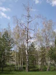 Dacă nu, îți spunem doar atât: Decorul Unui Film Celebru Mestecanisul De La Reci Impresii O Zi In Sfantu Gheorghe È™i Imprejurimi Sfantu Gheorghe Cv Amfostacolo