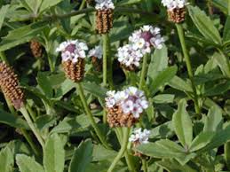 Image result for Phyla nodiflora