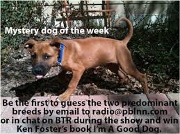 Maybe you would like to learn more about one of these? Ashley Mutch Discusses Philadelphia Pets For Life 03 05 By Pit Bulletin Legal News News