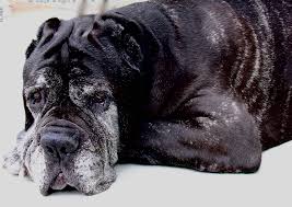 Cancer is a serious disease that affects humans and animals. Aging In Dogs Wikipedia