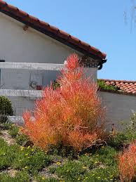 Image result for Euphorbia tirucalli