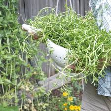 Order forms will be on hand, but if you can print and bring an order form with you that. How To Grow Thyme Kitchn