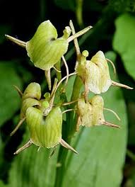 Image result for Liparis odontochilos