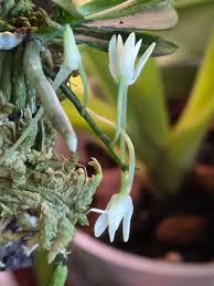 Image result for Mystacidium venosum