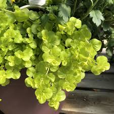 Image result for Lysimachia