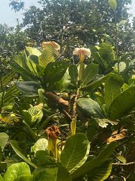 Image result for Gardenia imperialis