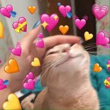 flower lee minho cute love memes cute baby cats cute memes