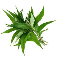 Banyak khasiat daun kesum atau cenohom. Daun Kesum In Chinese Izzahsoed In De House Kebun Belakang Rumah Contextual Translation Of Daun Kesum From Malay Into Chinese Simplified Iwakgabus