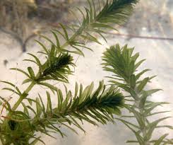 Image result for Hydrilla verticillata