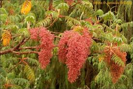 Image result for Hagenia abyssinica