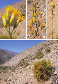 Image result for Scoparia