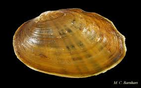 Image result for Bothriocline muschleriana