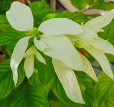 Different kinds of flowers in the philippines with names. Mussaenda Philipica Flower Flower Garden Design Flowers Name List Ornamental Plants
