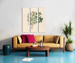 Image result for Hyperacanthus amoenus