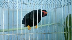 Mynah Bird For Sale Taguig Philippines Buy And Sell Marketplace Pinoydeal