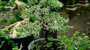 Most common types of bonsai such as juniper, pine and spruce trees are outdoor plants and should be exposed to the seasons like their larger counterparts. How To Grow And Care For Juniper Bonsai