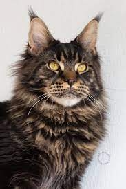 We did not find results for: Pin On Maine Coon Cats Facts