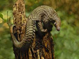 The Most Illegally Traded Animal In The World Is One You Ve Never Heard Of The Independent The Independent