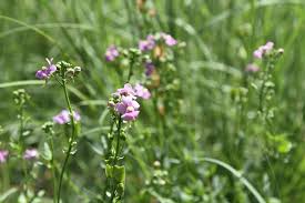 Image result for Nemesia fruticans