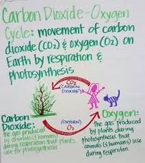 Image Result For Carbon Cycle And Oxygen Cycle Venn Diagram Homeschool Science Experiments Science Anchor Charts Teaching Biology