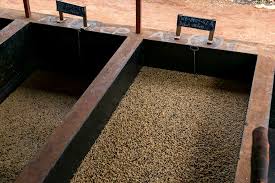 These coffees represent our continued development with fermentation, specifically, a species of yeast called saccharomyces cerevisiae. A Guide To Carbonic Maceration And Anaerobic Fermentation In Coffeedaily Coffee News By Roast Magazine