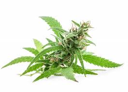I am about to begin my flowering 12/12 stage on my first ever grow, tomorrow. How To Flower Marijuana Step By Step With Video Photos