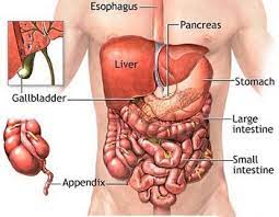 The left lung is located on the left side of the chest, below and behind the heart. What Organs Are Located On The Left Side Of Your Body Below The Rib Cage Homeworklib