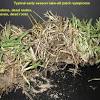 Lawn disease control lawn shield disease ex lawn defense curaux lawn guardian lawn rx lawn medic active ingredients 1