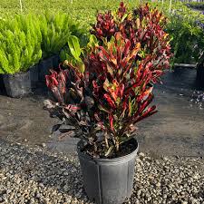 Image result for Codiaeum