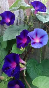 Image result for Ipomoea tenuirostris