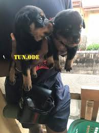 Rottweiler puppies for sale from ankc registered breeders located in australia. 2 Rottweiler Puppies N70 000 Lagos Photos Included Pets Nigeria