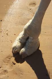 Camels have long been known for their ability to go weeks at a time without needing to drink water—an ability that makes them particularly useful pack animals for people traveling so why do camels store fat in these humps instead of having it spread equally throughout their bodies, like other mammals? Camel Foot Stock Photo Image Of Resting Hoof Stand 4138224