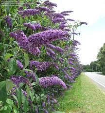 Huge collection, amazing choice, 100+ million high quality, affordable rf and rm images. 15 Buddleia Ideas Butterfly Bush Shrubs Plants