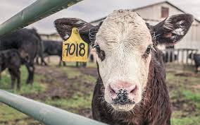 Durch regelmäßiges melken kann die milchproduktion für einen längeren zeitraum hochgehalten werden. Die Milch Luge Veganblatt