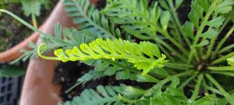 Image result for Asplenium currorii