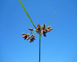 Image result for Bolboschoenus glaucus