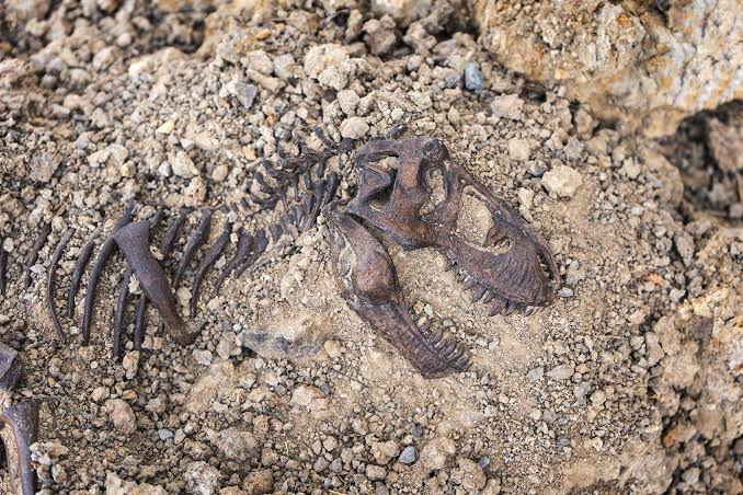 Blood Vessels Found in T. rex Bones Rewrite What We Know About Dinosaurs