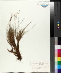 Image result for Bulbostylis megastachys