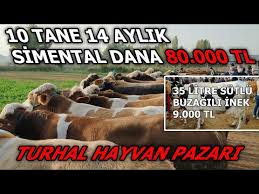 Balikesir Livestock Market Husbandry Livestock Prices Youtube