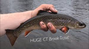 We did not find results for: Native Brook Trout Fishing Connecticut I Caught A Giant Youtube
